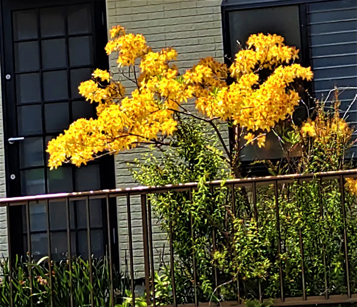 4月下旬、近くの家の庭に黄色の目立つ花が咲き始めたのですが
