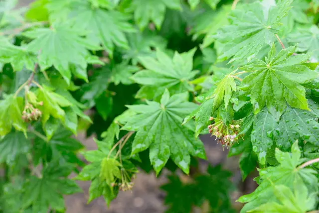 ハウチワカエデ、コハウチワカエデの挿し木の方法、播種の方｜園芸