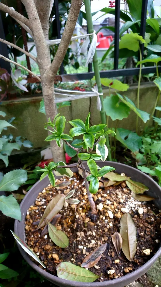 今年の2月ごろ買った沈丁花です。花が終わって新しい葉っぱが