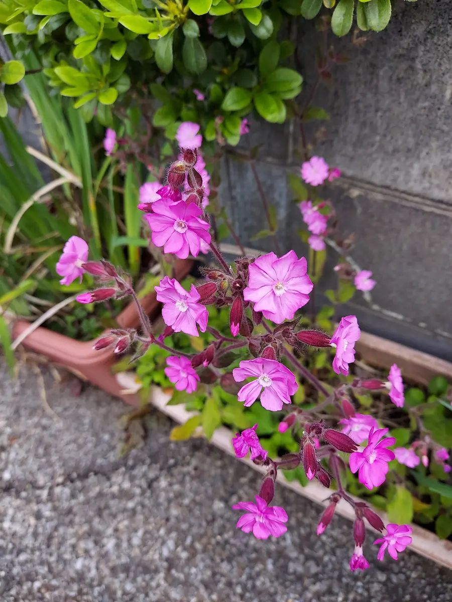 サトウアサミ　ピンクの花 Japan Flower Trading Group | 姫路生花卸売市場 広報部です