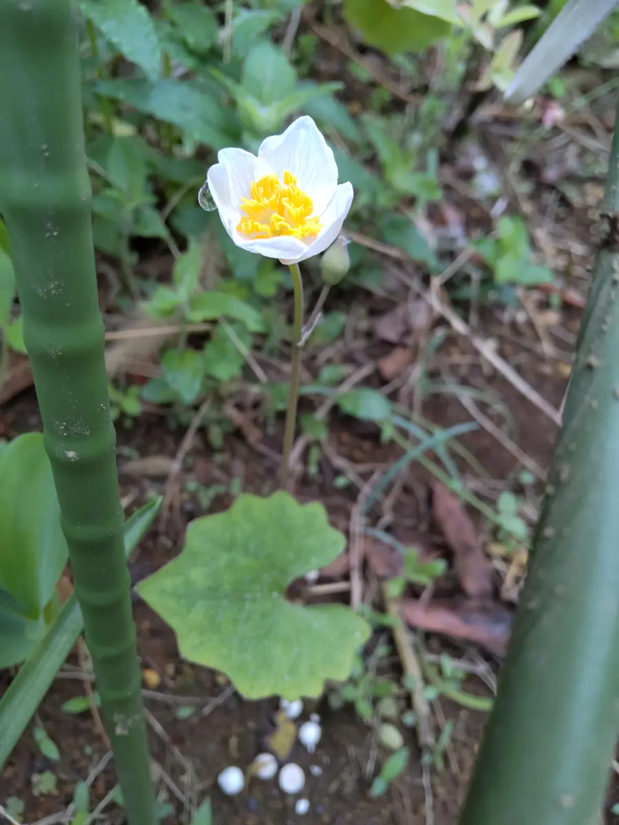 お世話になります1cmほどの大きさでしょうか、白い花が咲きま｜園芸