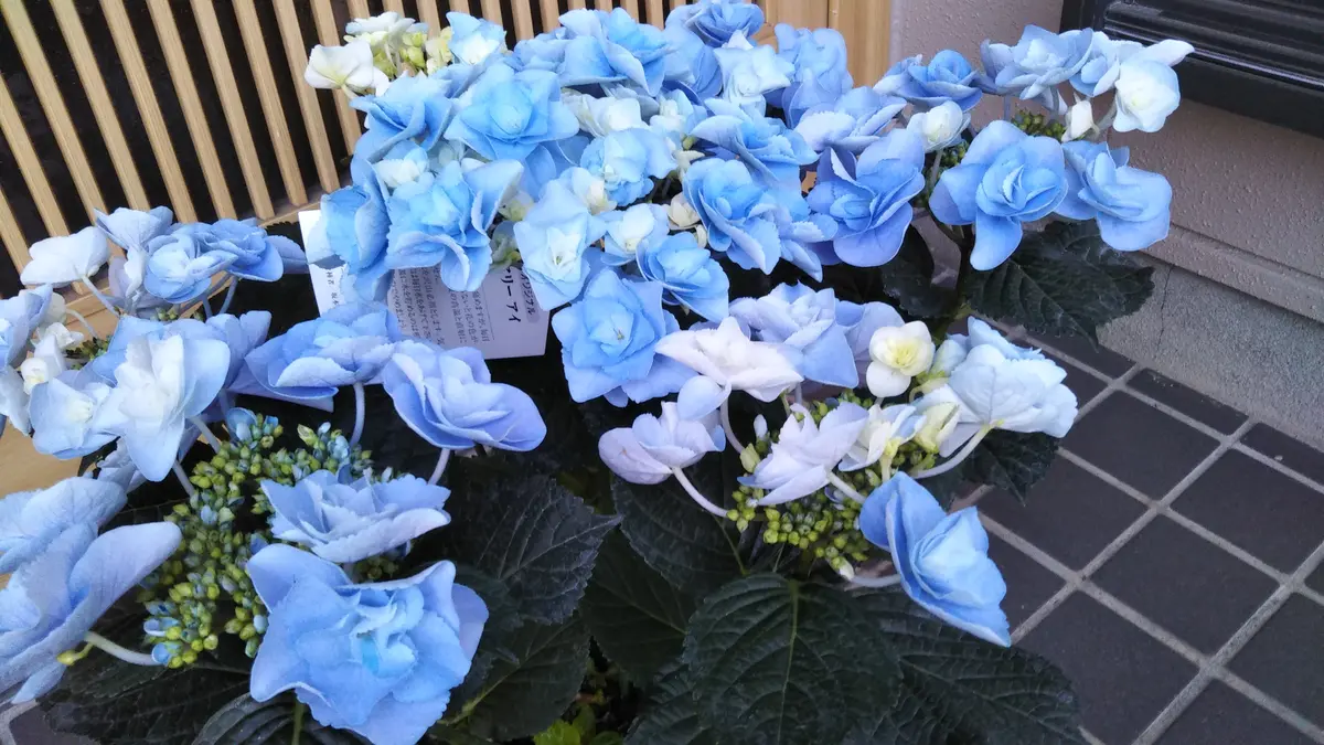 先日、鉢植え紫陽花フェアリーアイを購入しましたが、鉢植えで