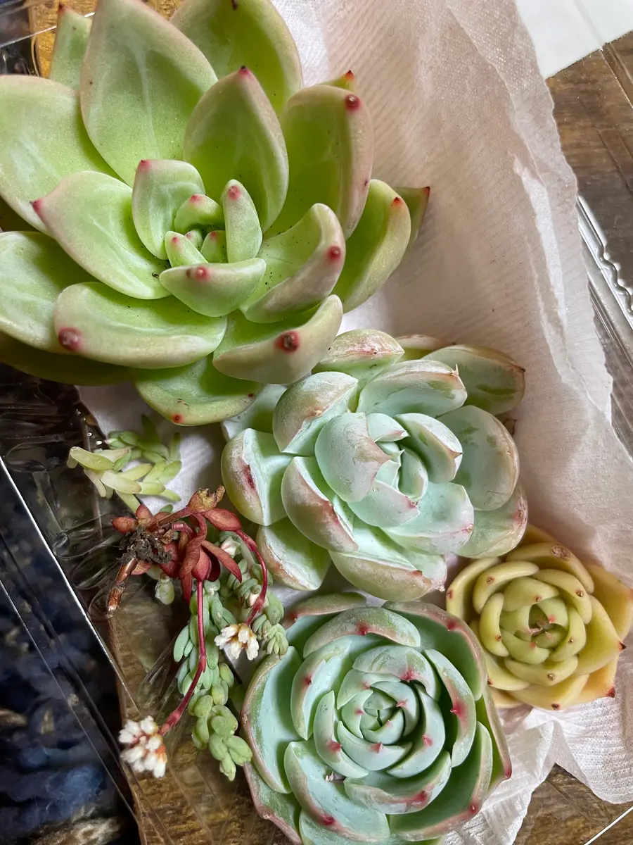 多肉弁当C多肉植物エケベリア寄せ植え