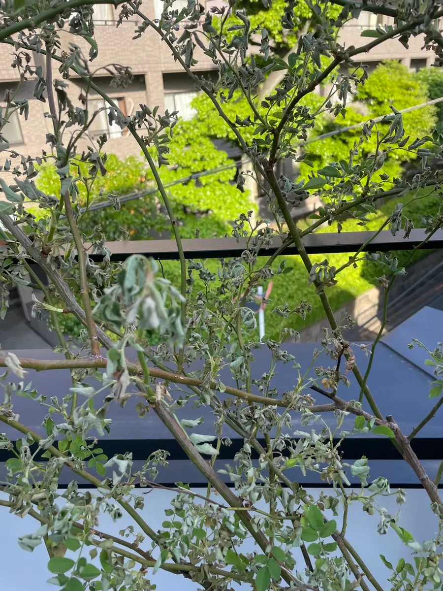 とげなしノイバラを鉢で育てています。新芽が元気良く出て来て