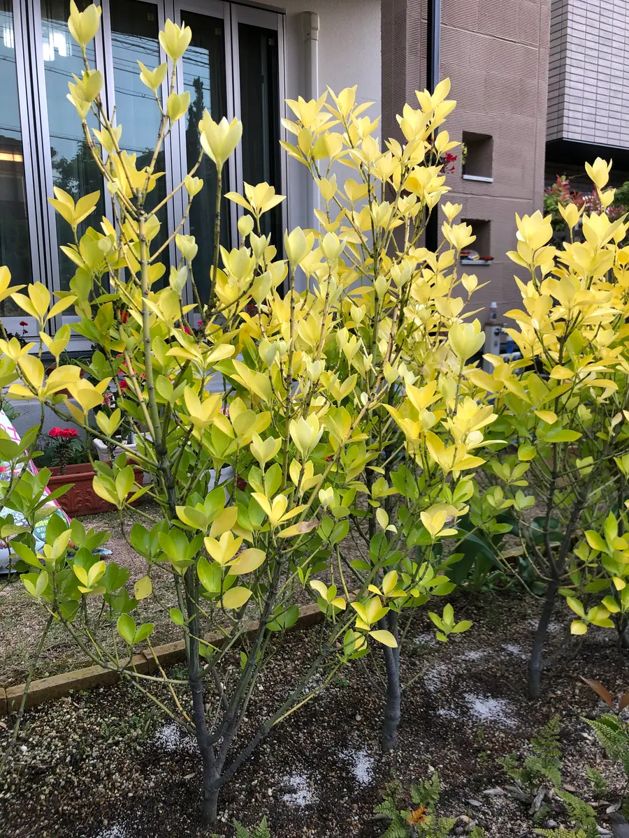 黄金マサキ 7ポット かじろ 