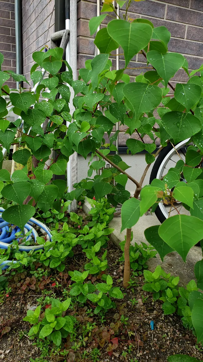 植木、盆　名前や状態不明！　大きめ 先日購入した苗の名前を忘れてしまい、育て方が検索できず困っ