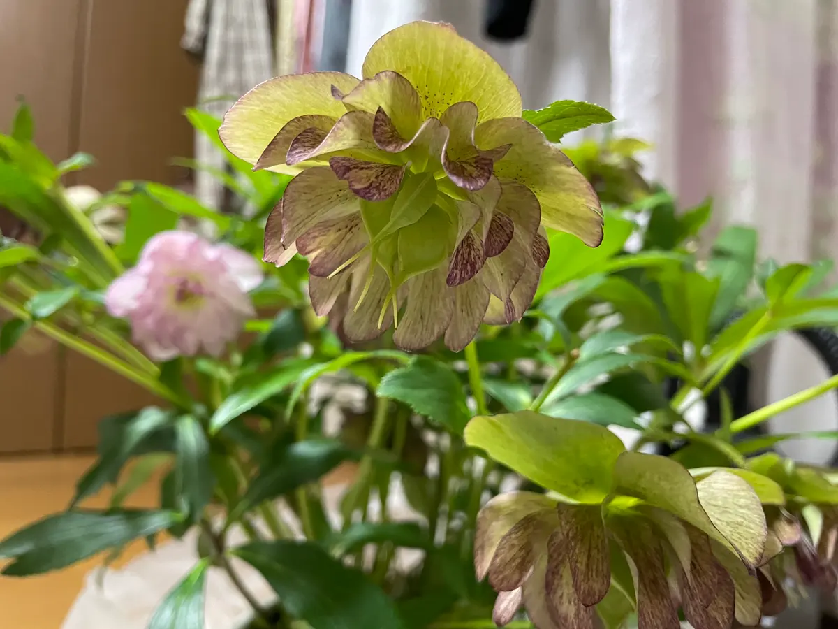 クリスマスローズのことを知りたいです同じ茎から生えています