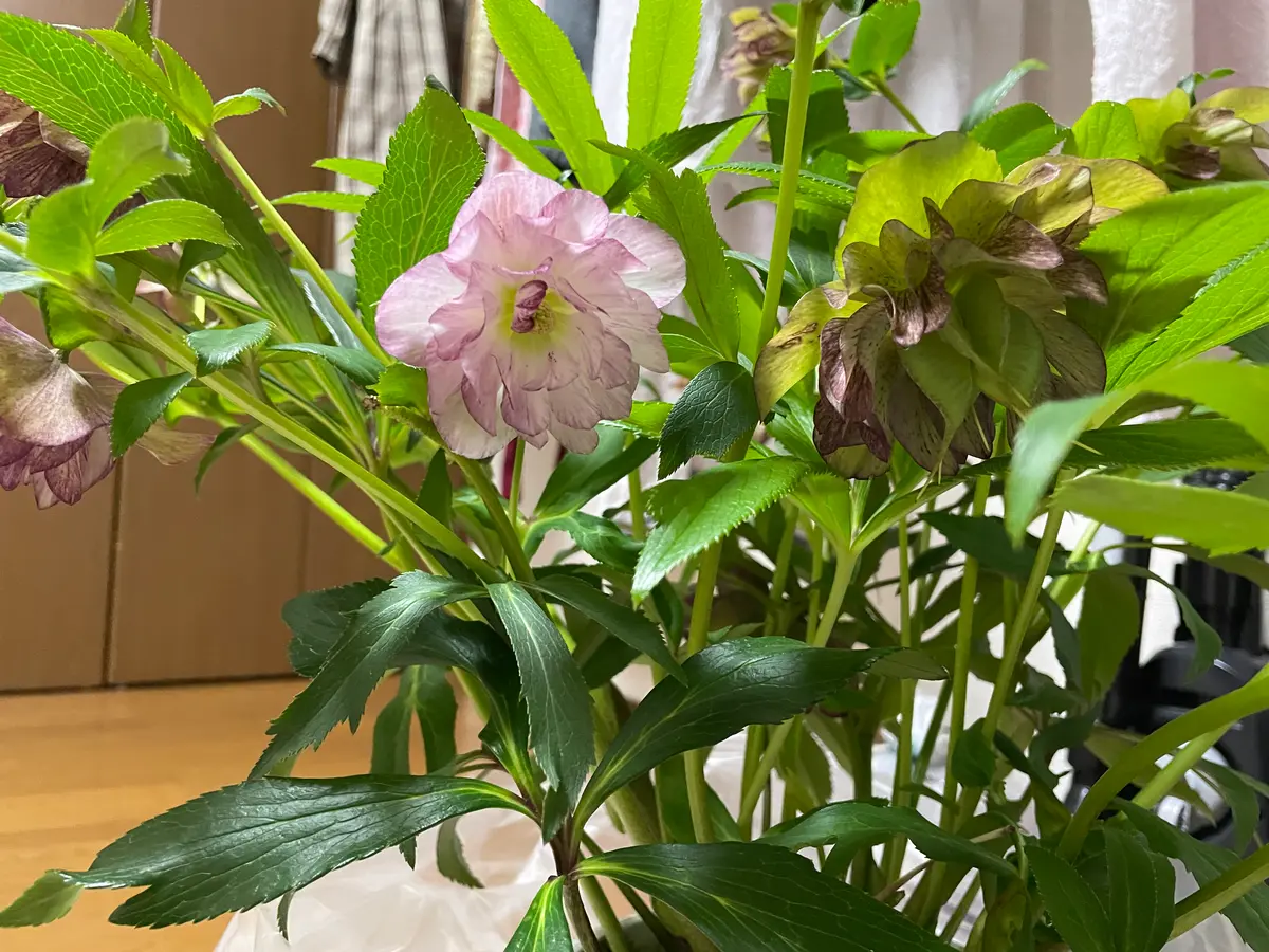 クリスマスローズのことを知りたいです同じ茎から生えています