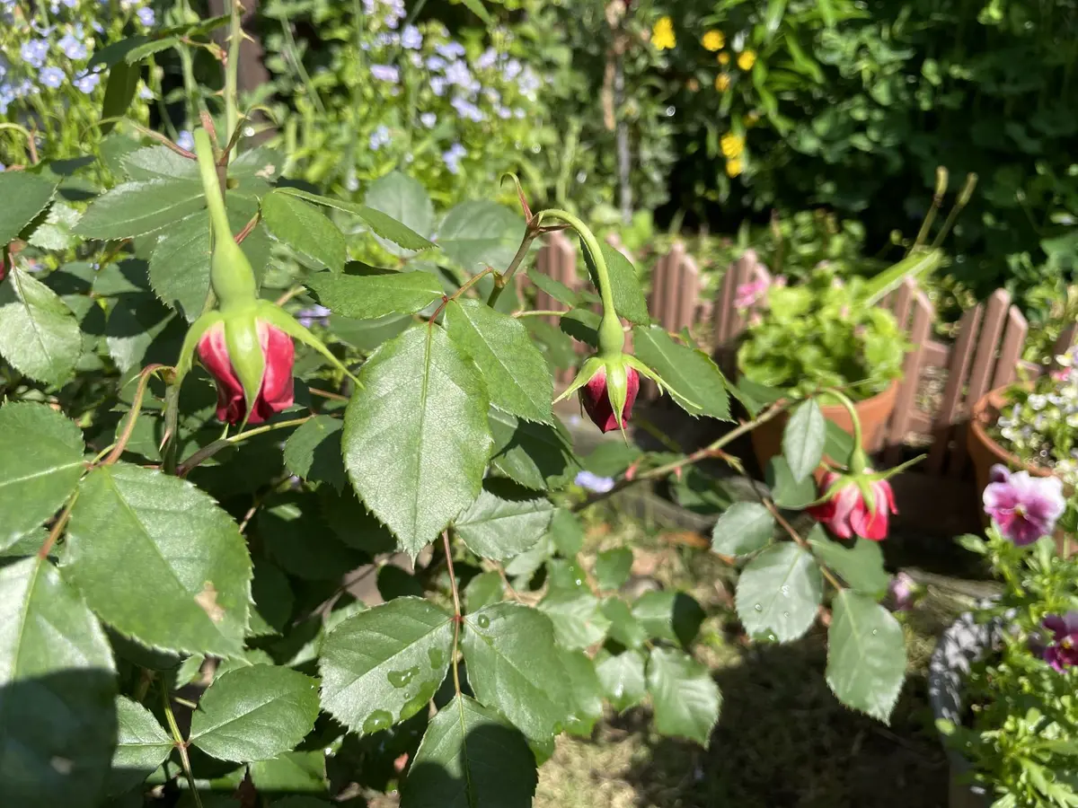 薔薇の蕾が皆うなだれてしまって、私の方こそごめんなさいと言
