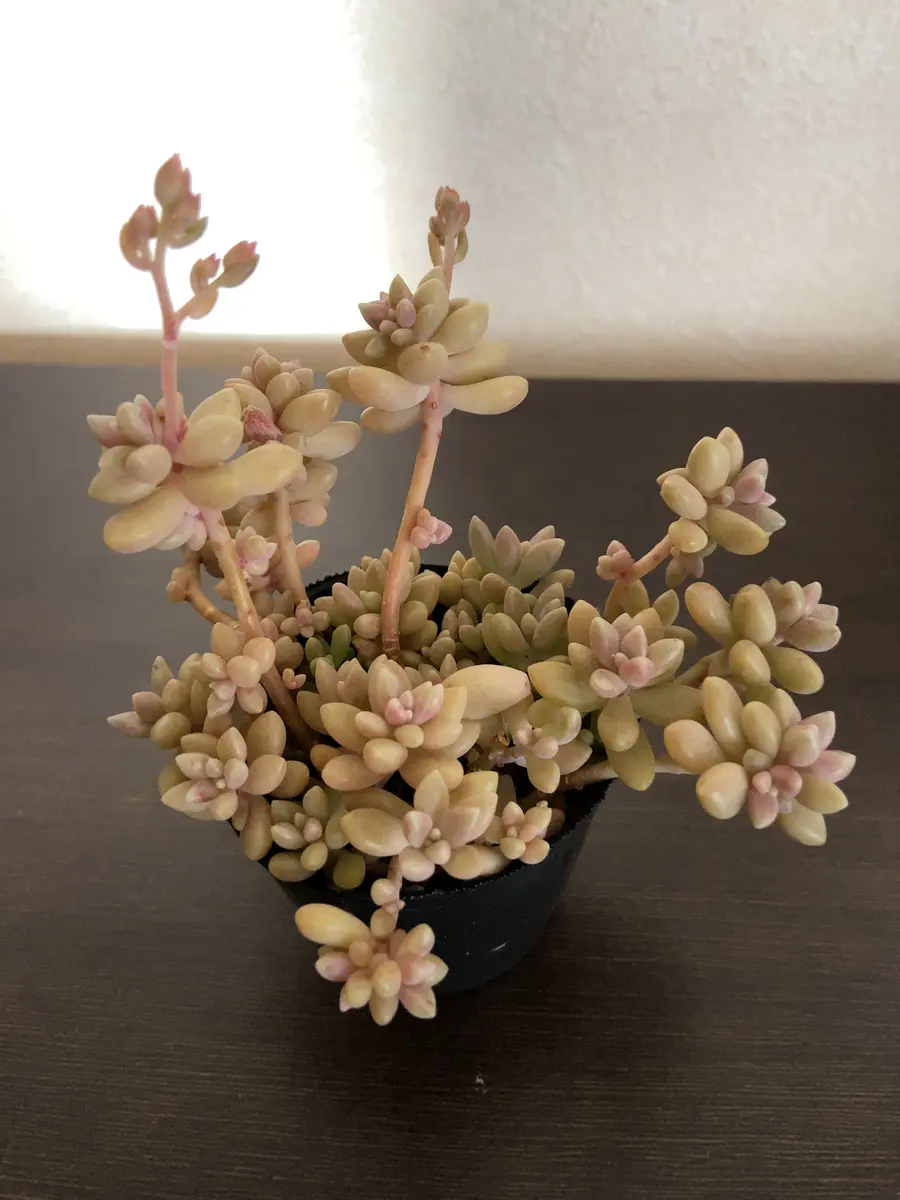 最近多肉植物を育て始めました。今日、雑貨屋さんからつぼみが