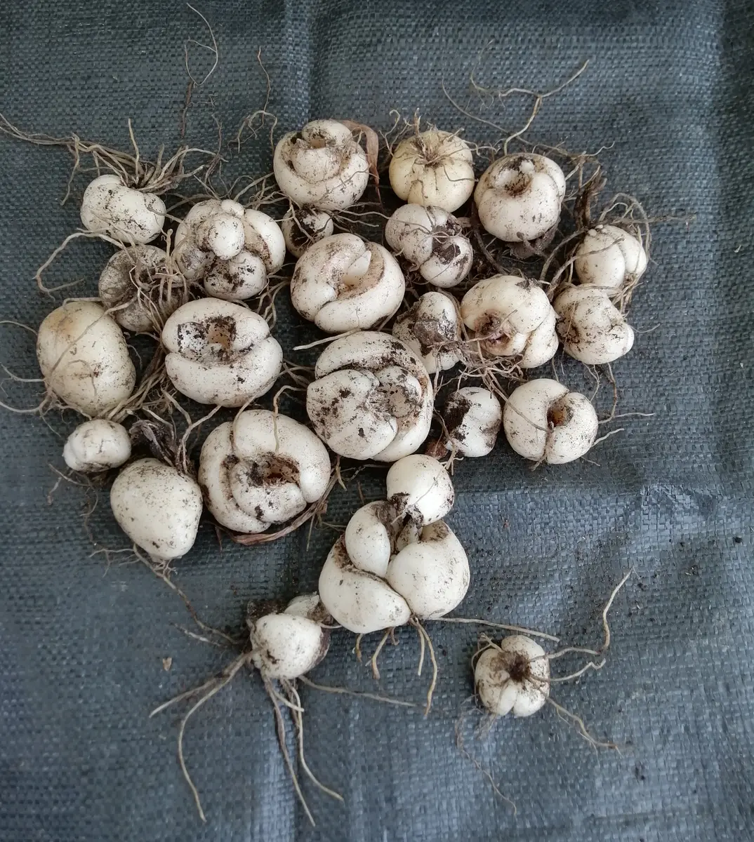 OM50-1 大玉50球 白 ピンク 各25球 ユリ球根 ユリ 球根 花ユリ