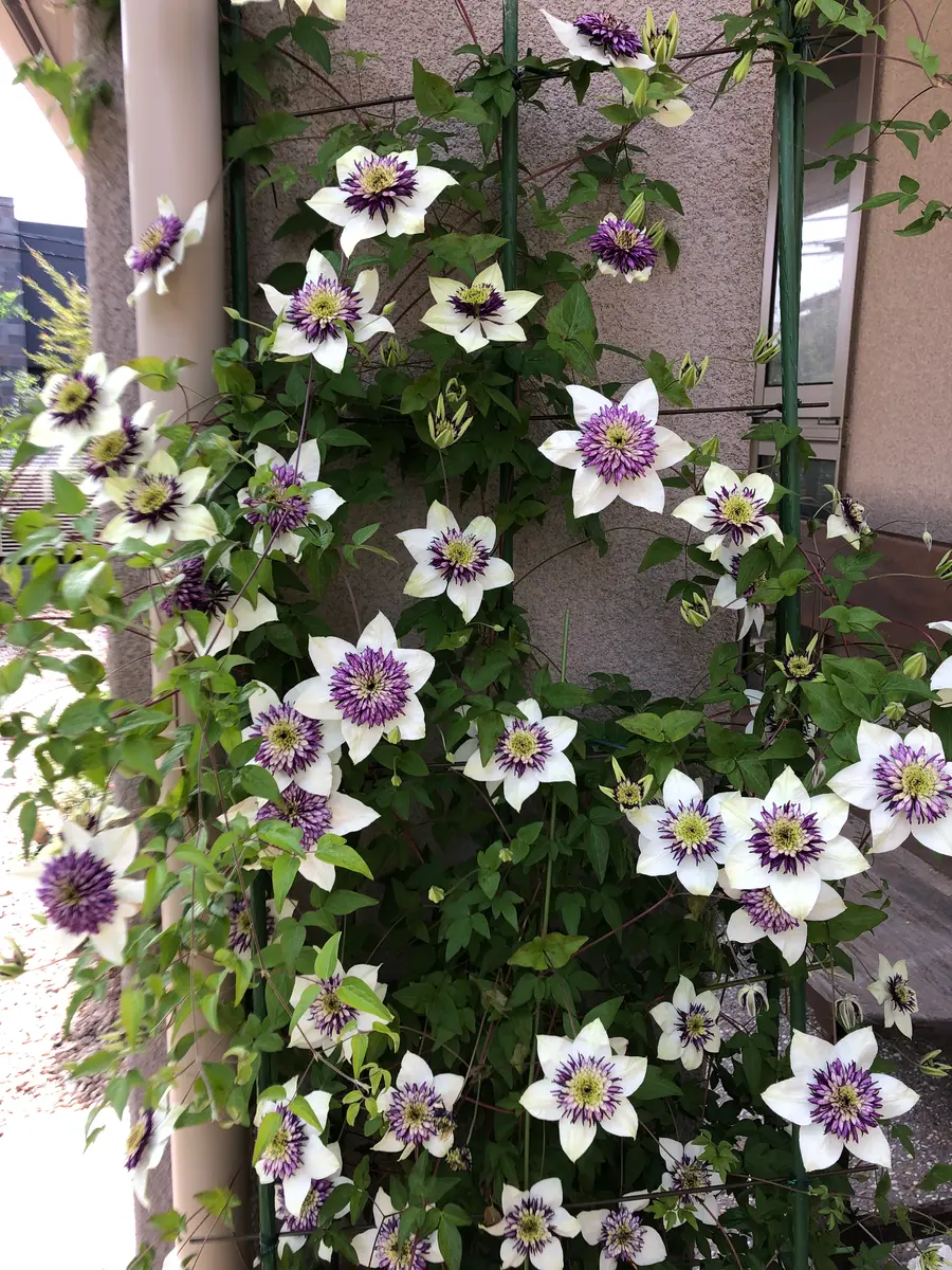 このクレマチスの品種名、新旧咲とかのタイプを教えてください