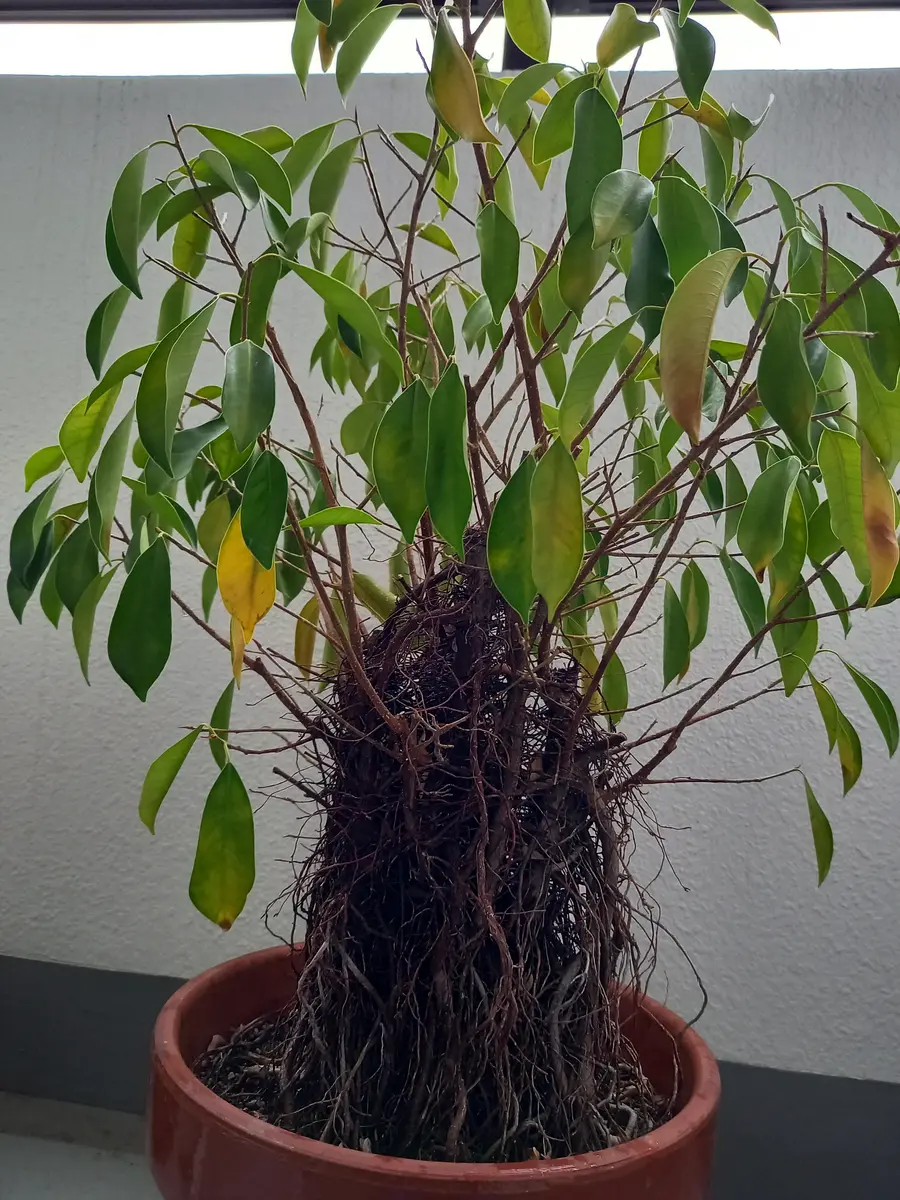 15年近くたつガジュマルの元気がありません。葉が黄色くなり落