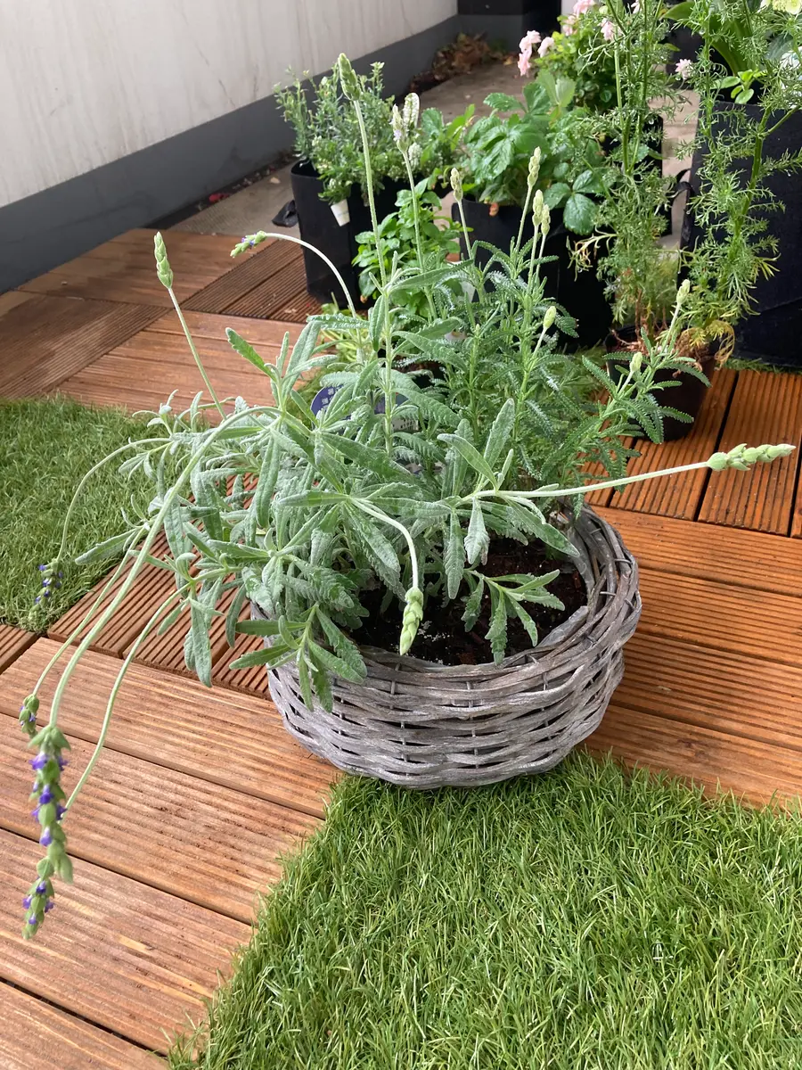 ガーデニング初心者です。ラベンダーを育てていますが、見ての