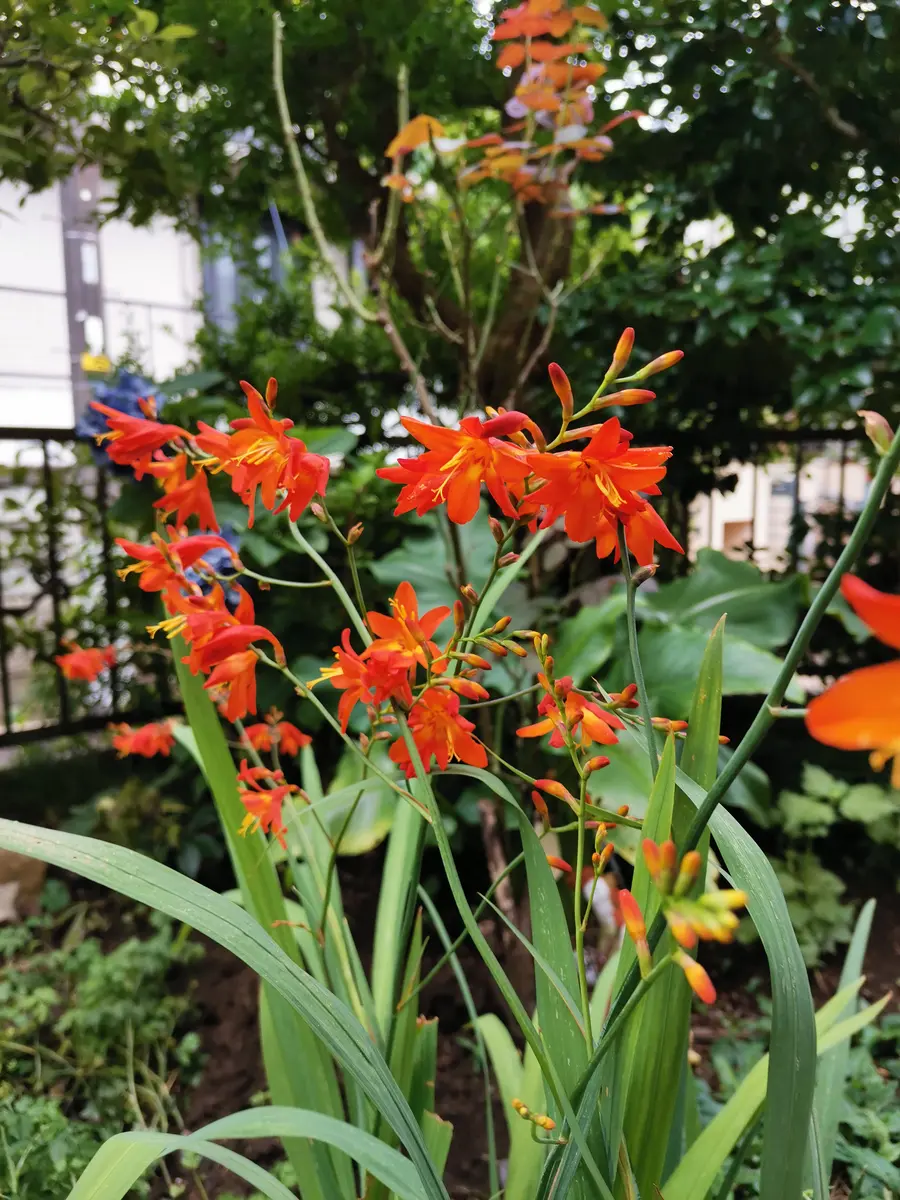 シラン に 似 た 花