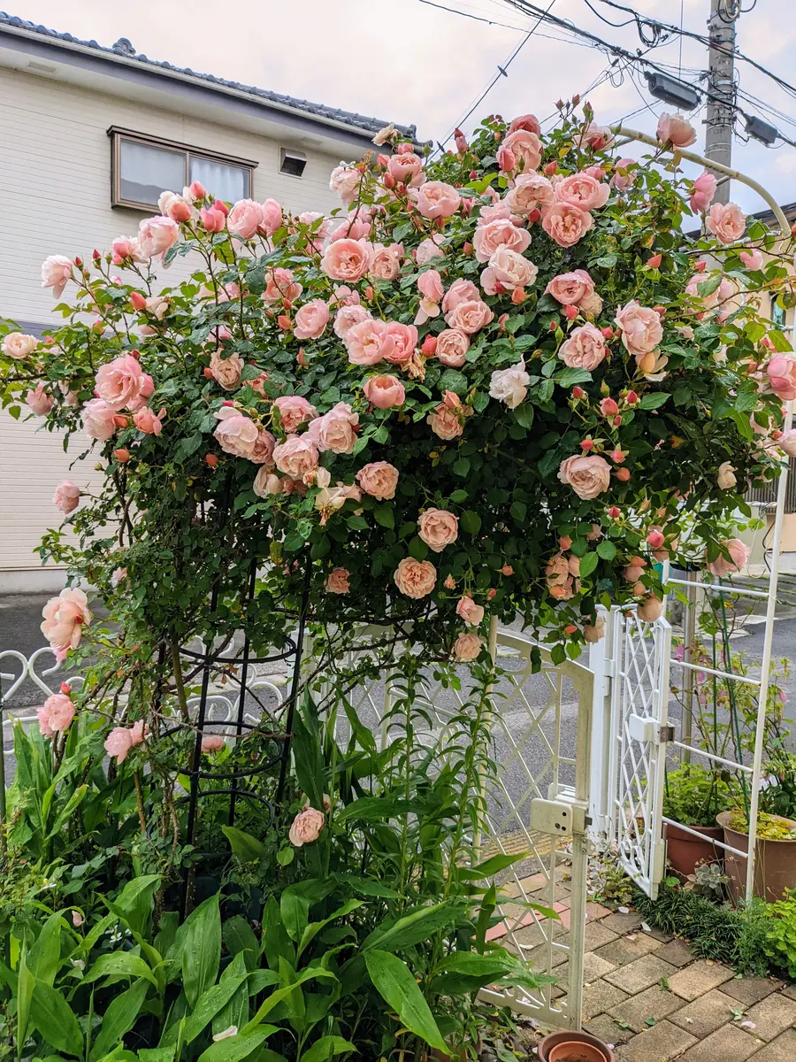 母の日 花 バラ 鉢植え ギフト 2色植え 幻の薔薇 ピンク＆サマー