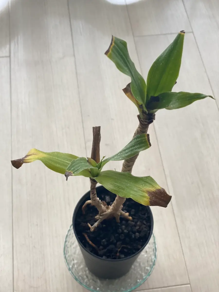 ドラセナ コンパクタ 獅化 綴化 ドラセナ コンパクタ 獅化 綴化