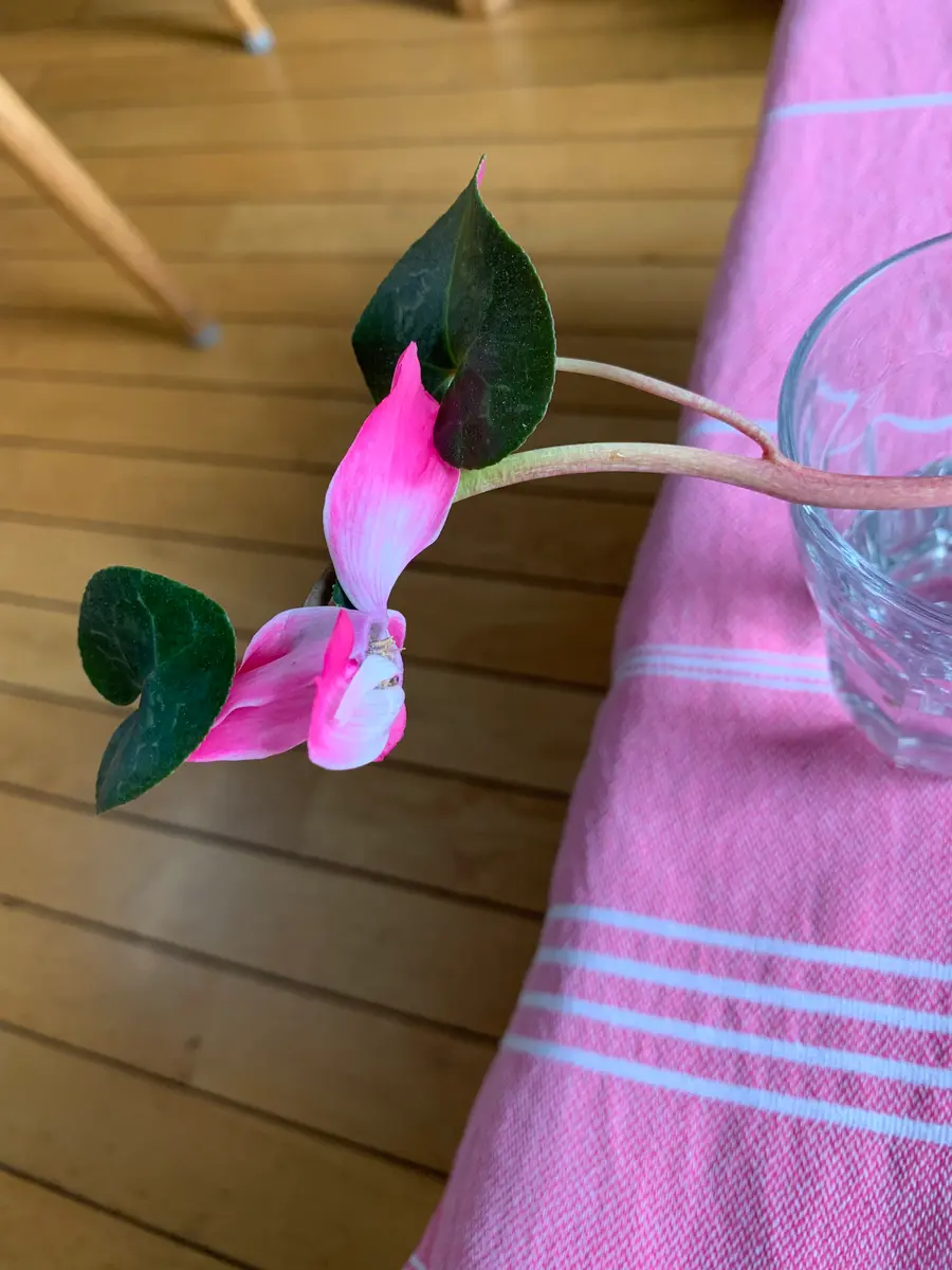 シクラメンの花の茎に葉っぱが2枚出てきました。初めて見たの