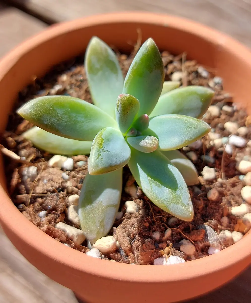 多肉植物 カット苗 詰め合わせ - メルカリ