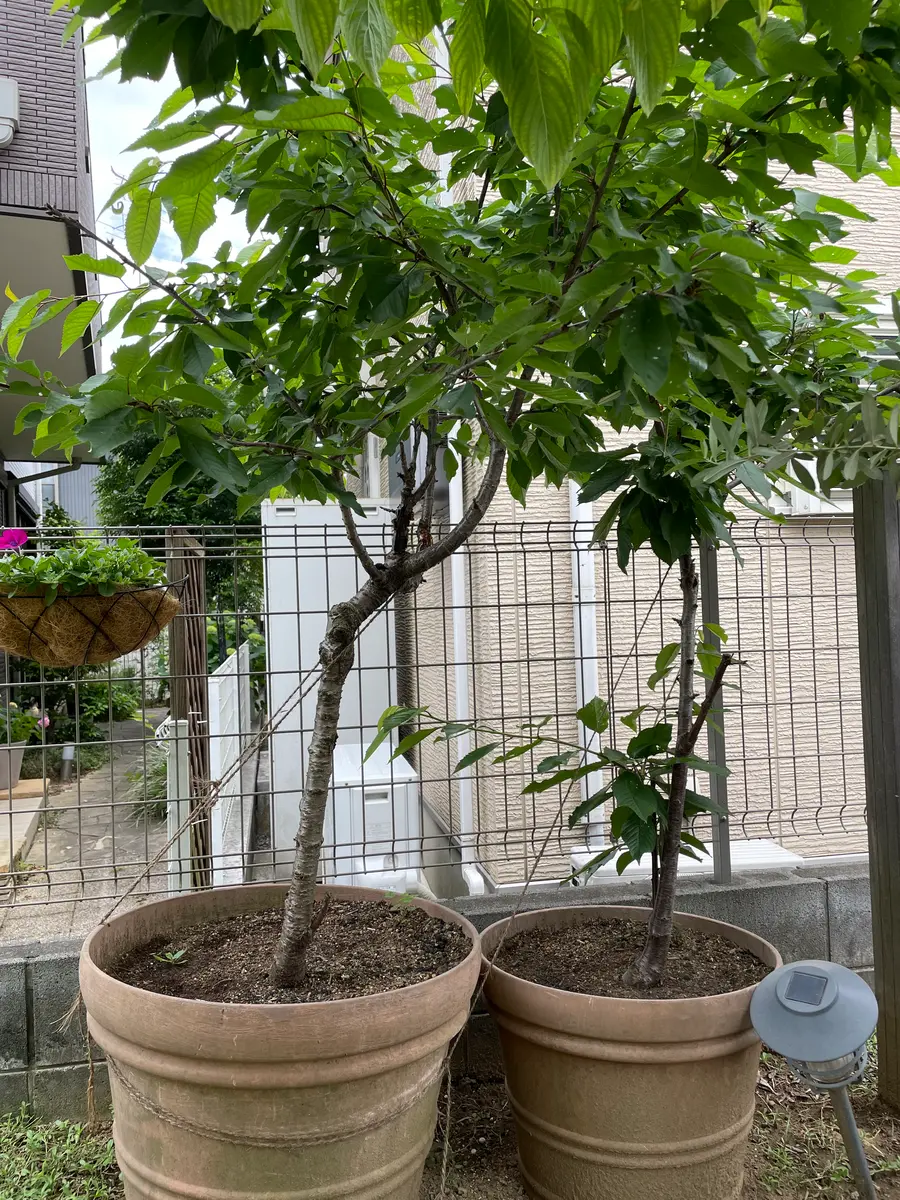 さくらんぼの結実（落果）ついて伺います開花し小さな実を付け 