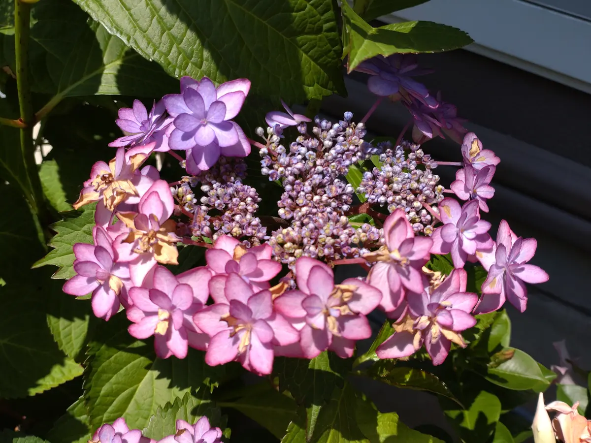 紫陽花ひなまつりを育ててますが今日見たら、花びらの一部が｜園芸