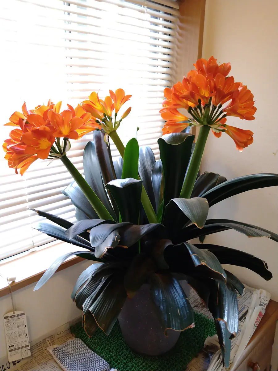 君子蘭ですが先日、株分けをしました1つの鉢に2株づつ入って｜園芸