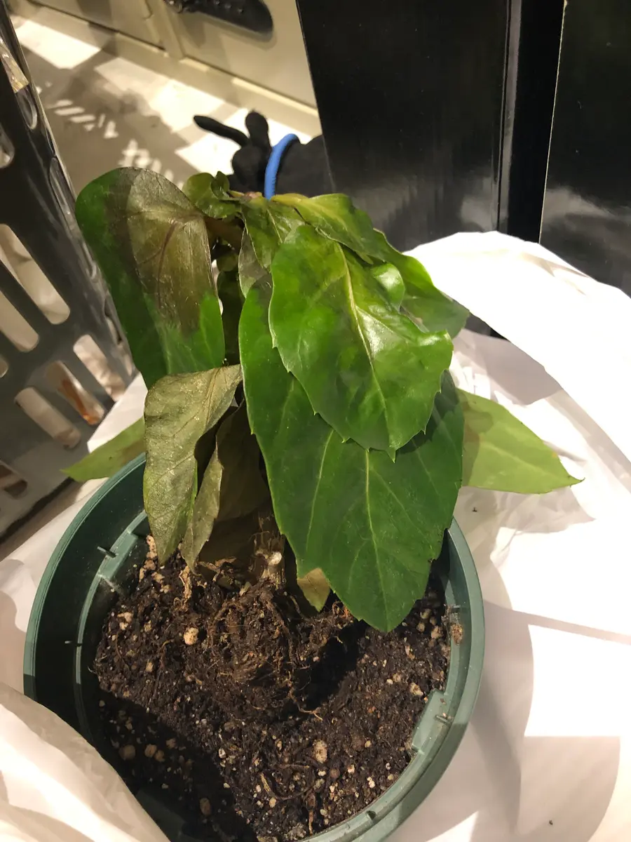 観葉植物にお詳しい方にお教えいただきたいです。今日、職場で 観葉植物にお詳しい方にお教えいただきたいです。今日、職場で