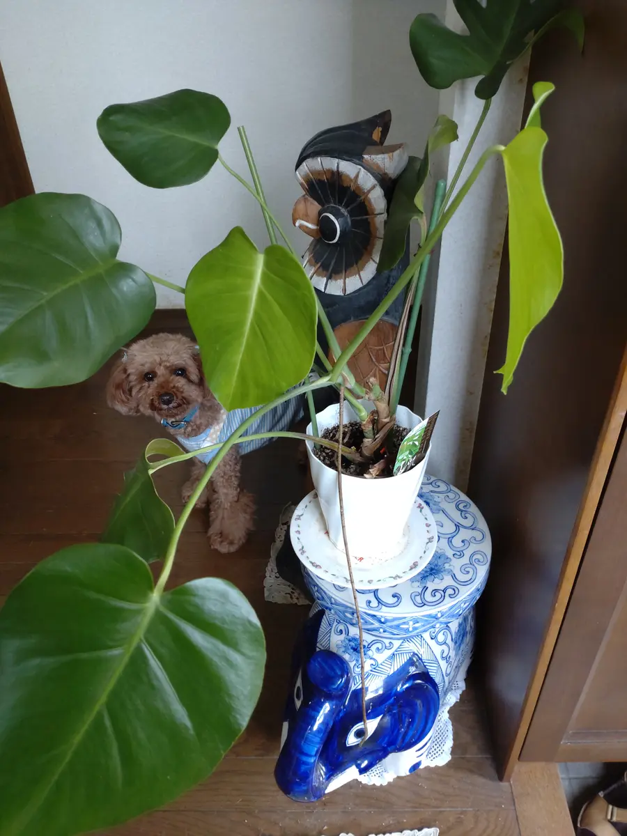 1153F 長く太い❤︎ 気根の膨らみしっかり‼︎ 斑入り モンステラ 茎