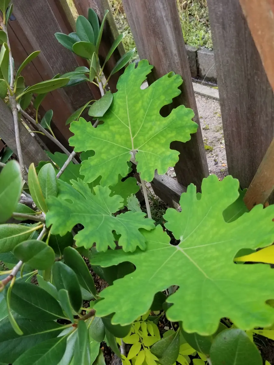 最初見つけた時は変わった葉っぱの草？と思い少し様子みようか