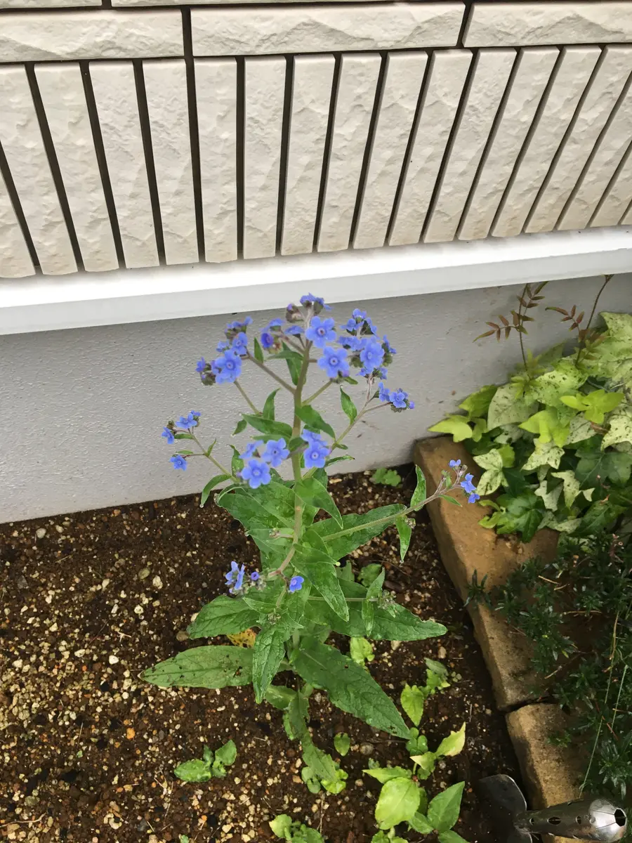 気がついたら可愛らしい水色の花が咲いていました。忘れな草で