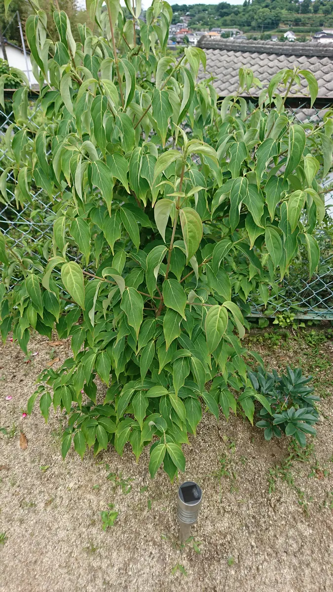 2年前に庭に植えたヤマボウシです。ミルキーウェイと言う品種