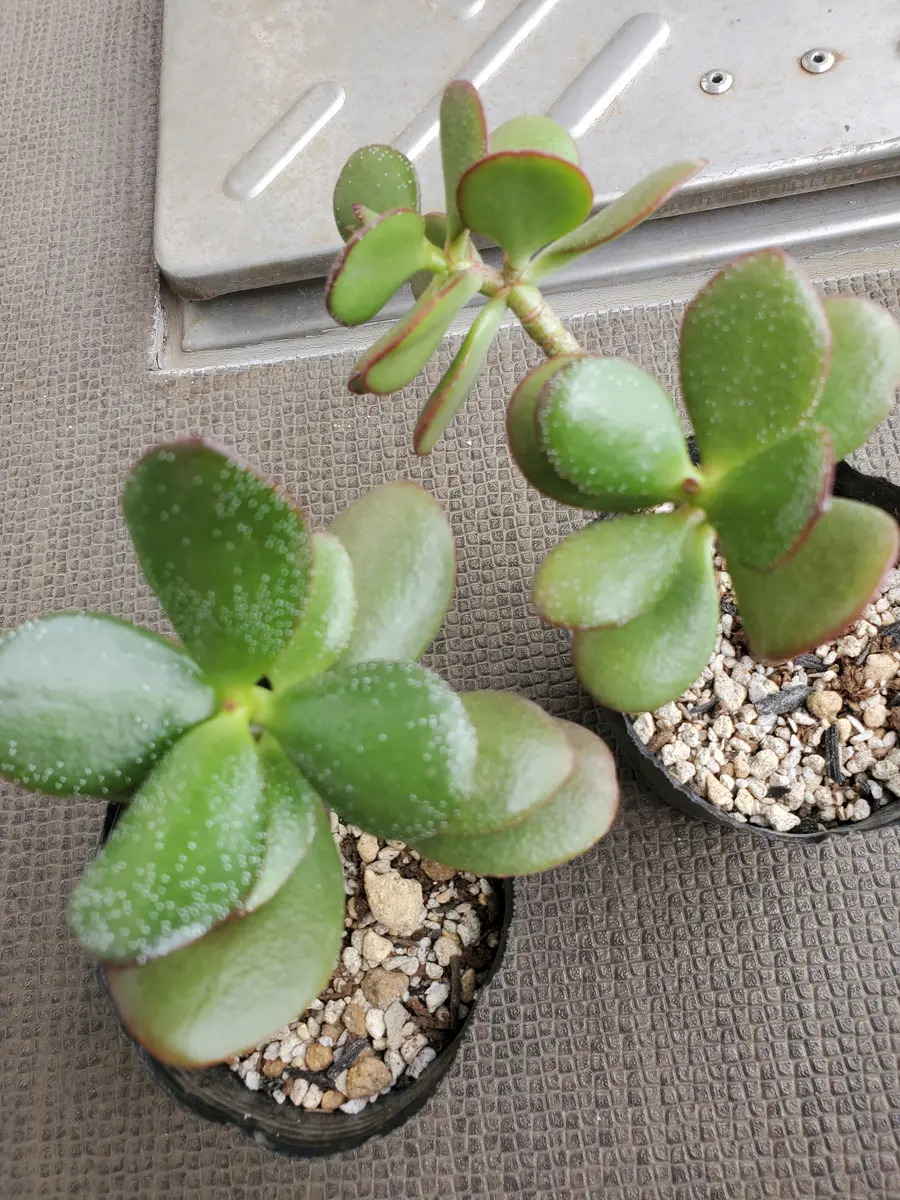 金のなる木を差し木で育ててましたが今朝見たらそのうちの2鉢