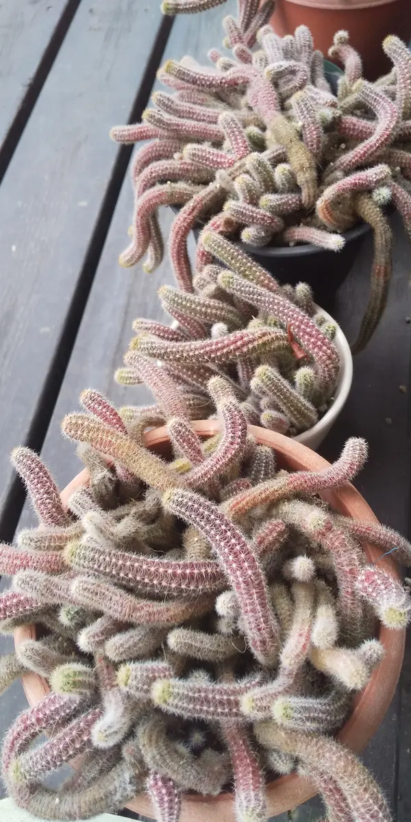 多肉植物　花サボテン　河岸 多肉植物 花サボテン花底赤系の濃いオレンジ花✨️ - メルカリ