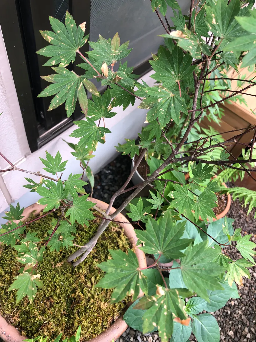 コハウチワカエデを鉢植えで育てています。育て始めたのは5月