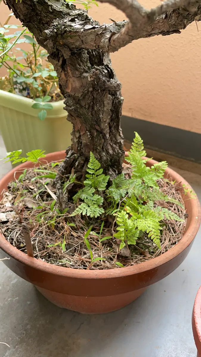 盆栽 茶色の鉢 特徴的な根 盆栽 茶色の鉢 特徴的な根