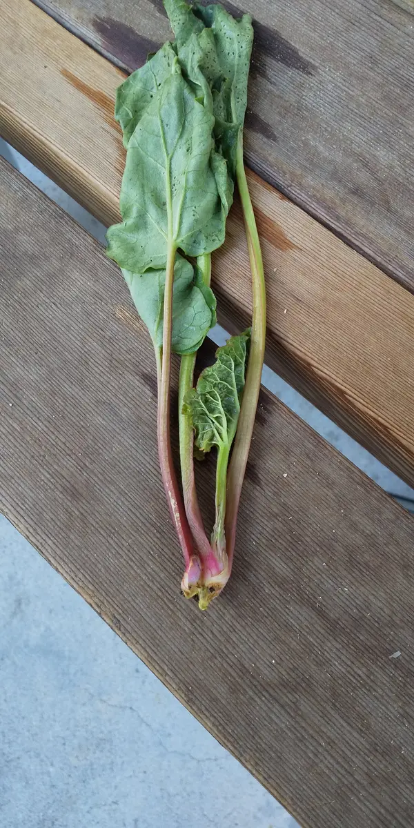 ルバーブの苗のお問い合わせへのお返事 ルバーブの苗のお問い合わせへのお返事 ルバーブの苗のお問い合わせ