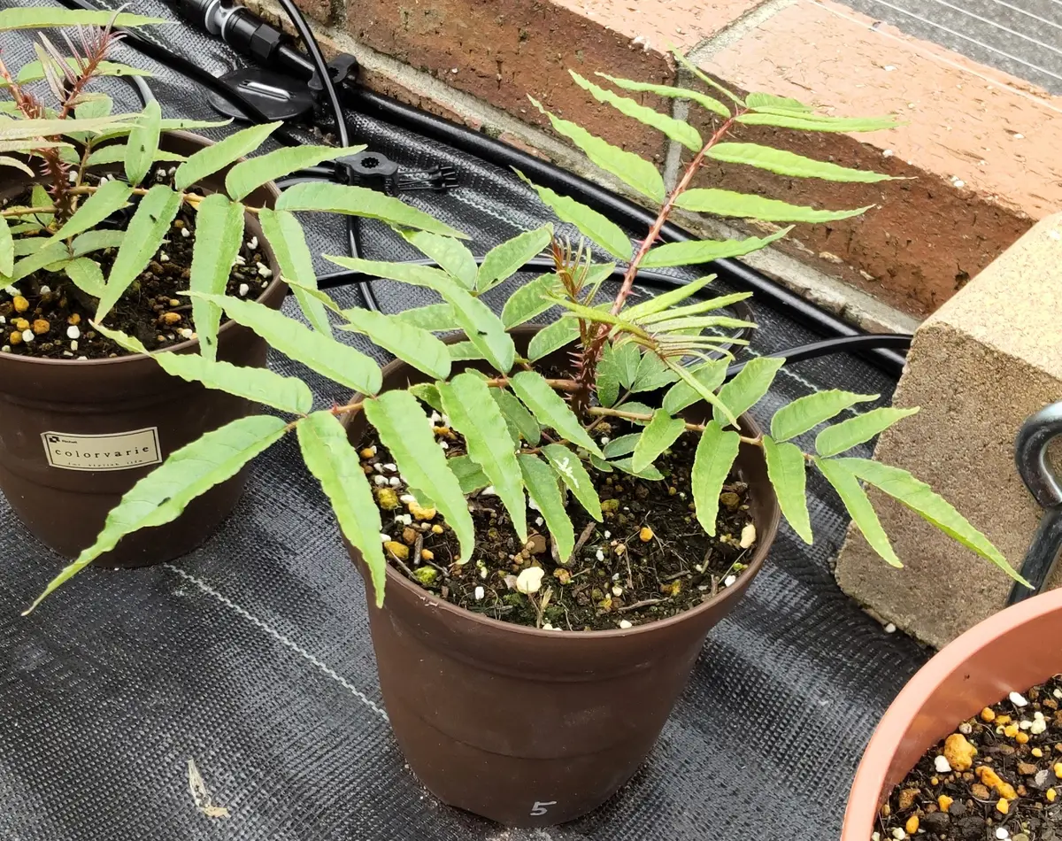 山椒の種類を教えてください。今年の春に花壇に自生したもの