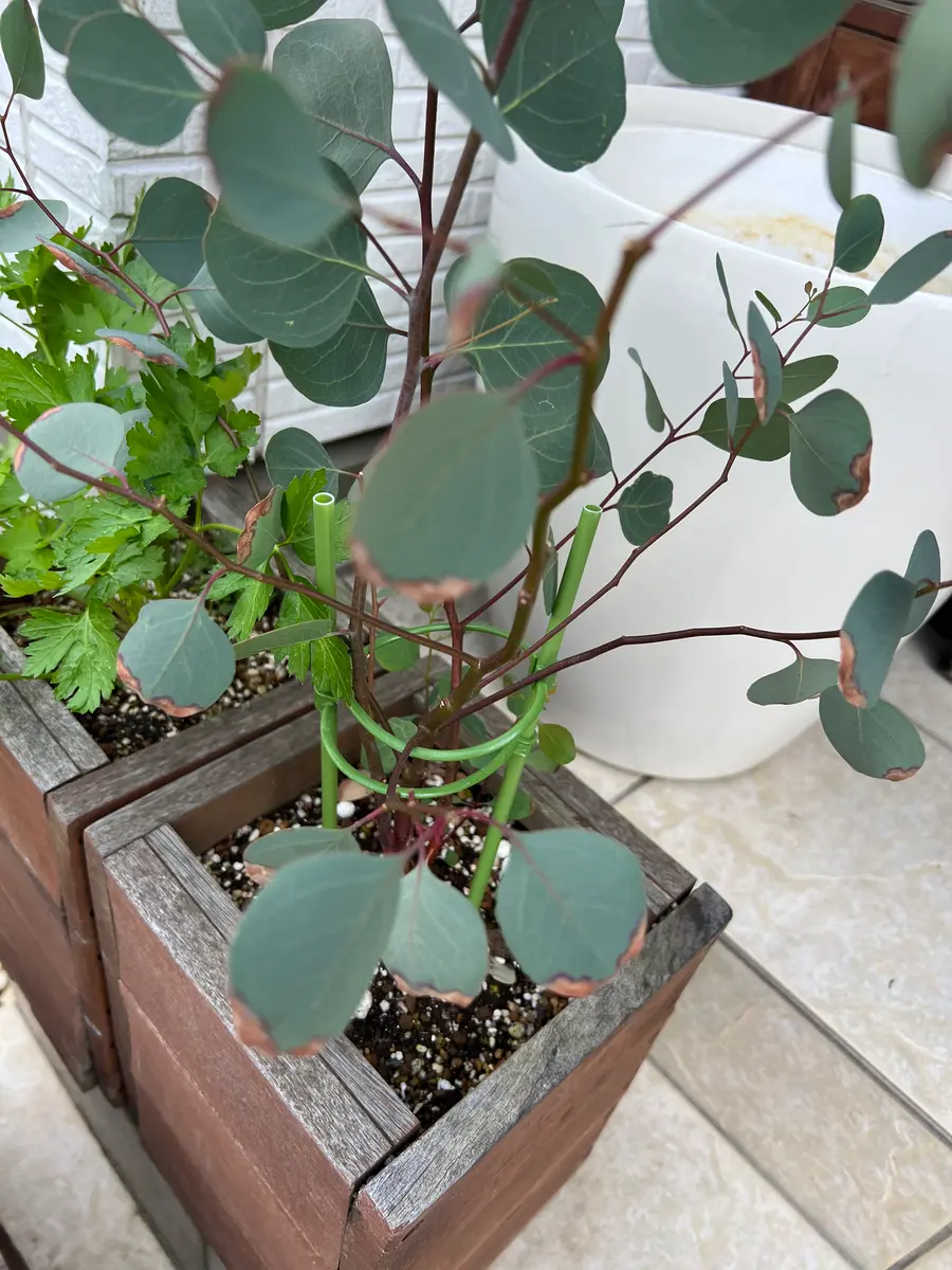 ユーカリ、ポポラスの葉先が茶色に変色してしまいました。全て 