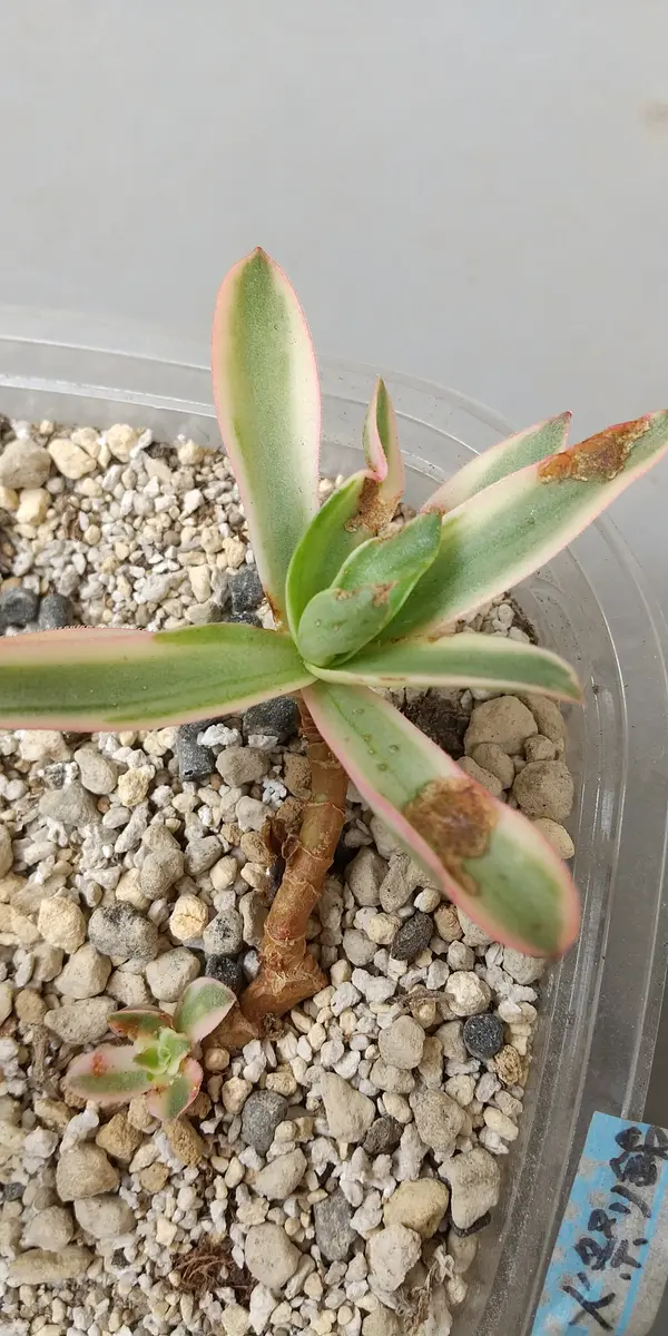 火祭りの光ですが、これは葉焼けでしょうか？病気でしょうか