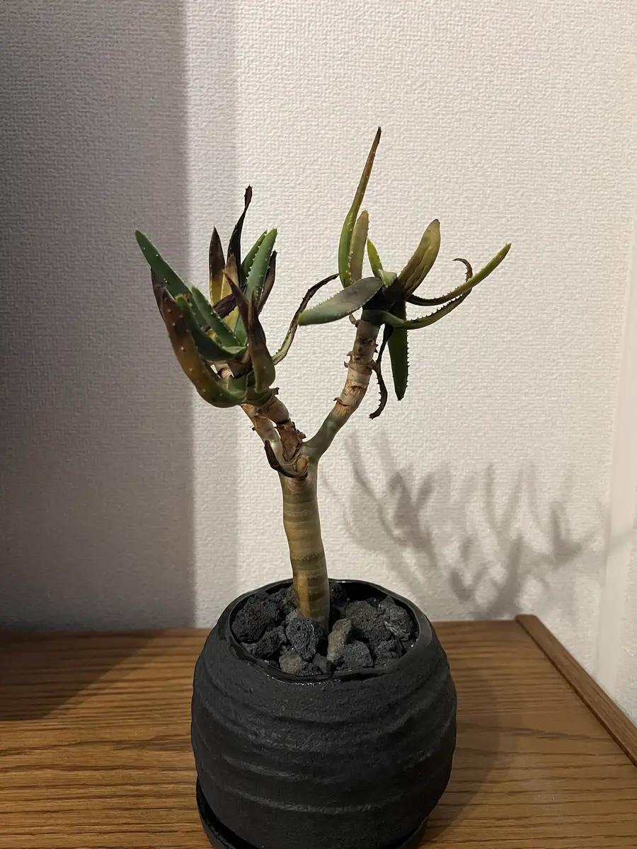 アロエ ディコトマ 鉢ごと 撫で付け 