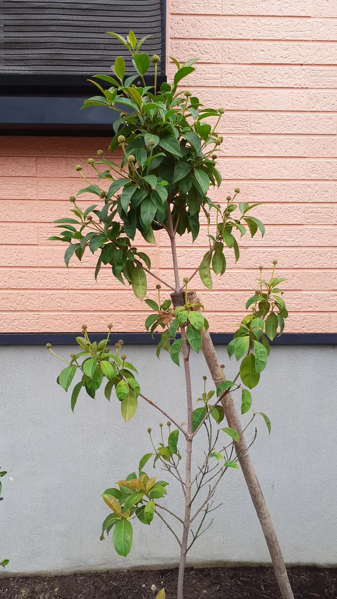 今年3月、玄関前にヤマボウシを植えてもらいました。常緑ヤマボ