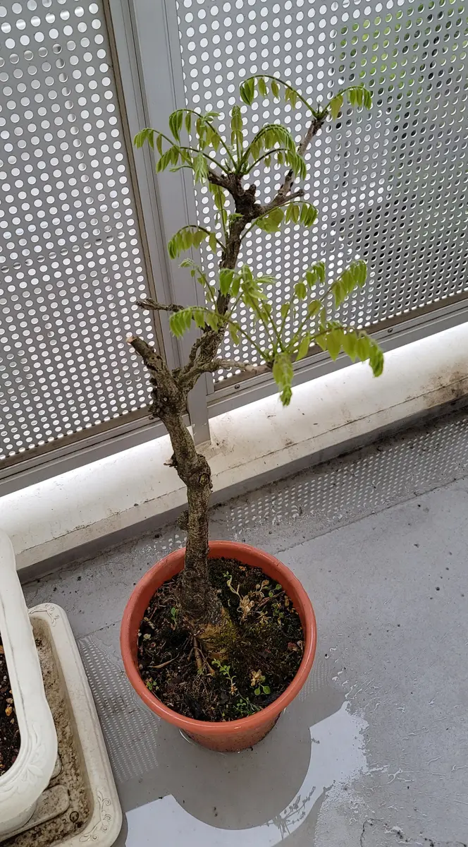 父の形見。最後の【藤の木・鉢植え】です。運んで来た2月初旬