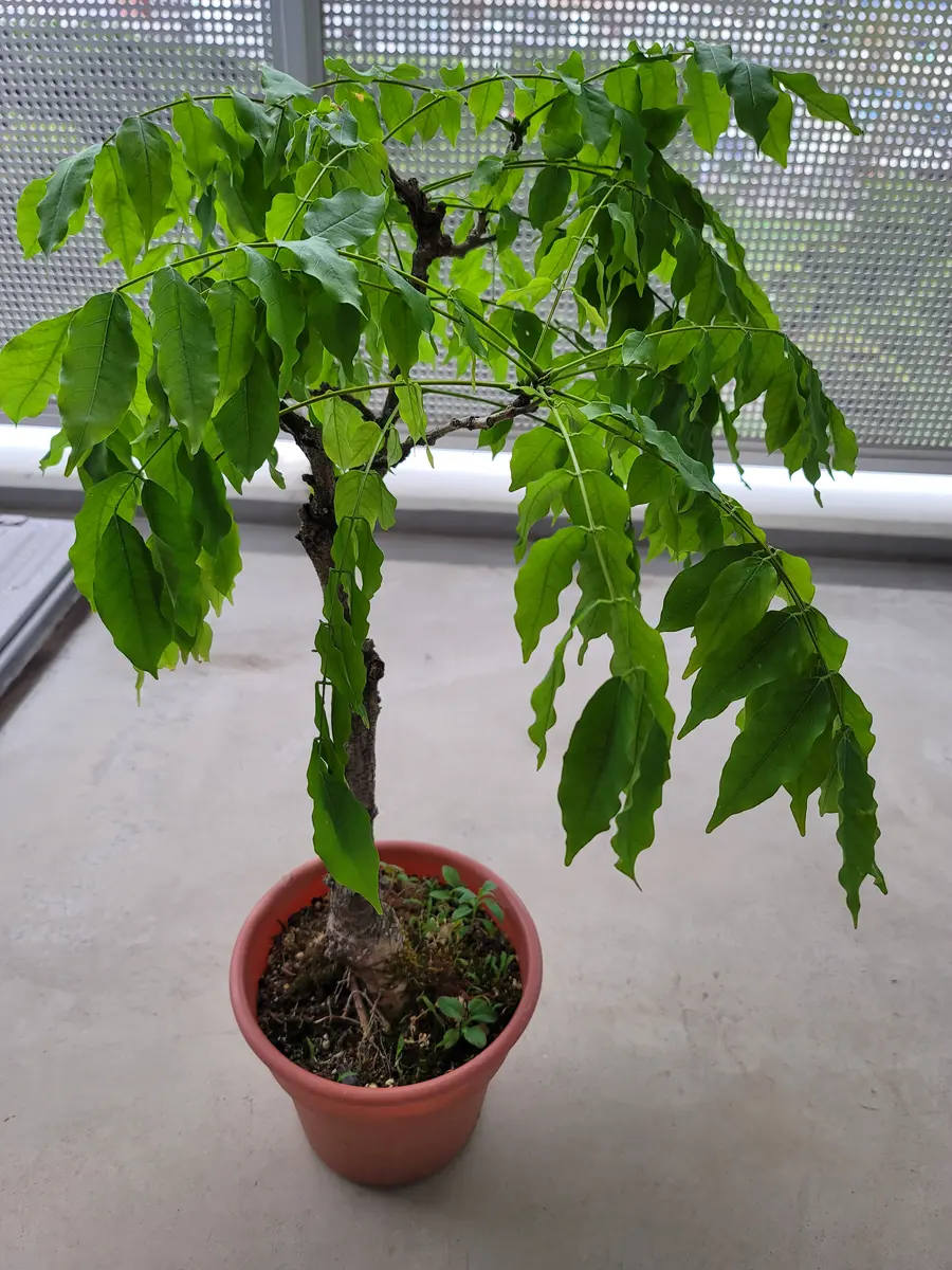 父の形見。最後の【藤の木・鉢植え】です。運んで来た2月初旬