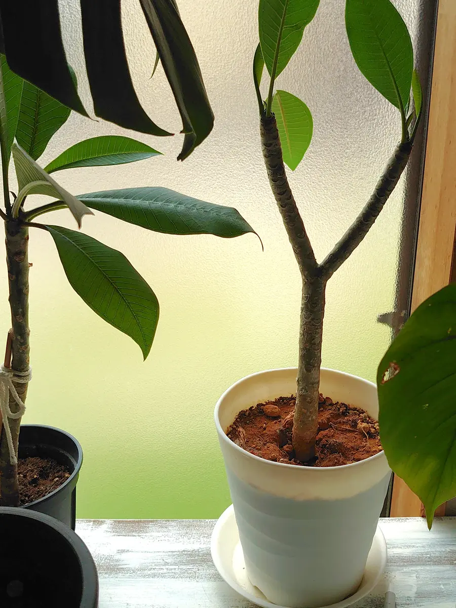 プルメリアの置き場所について。元々日当たりの良いところに住