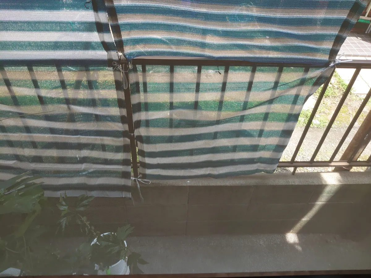 プルメリアの置き場所について。元々日当たりの良いところに住