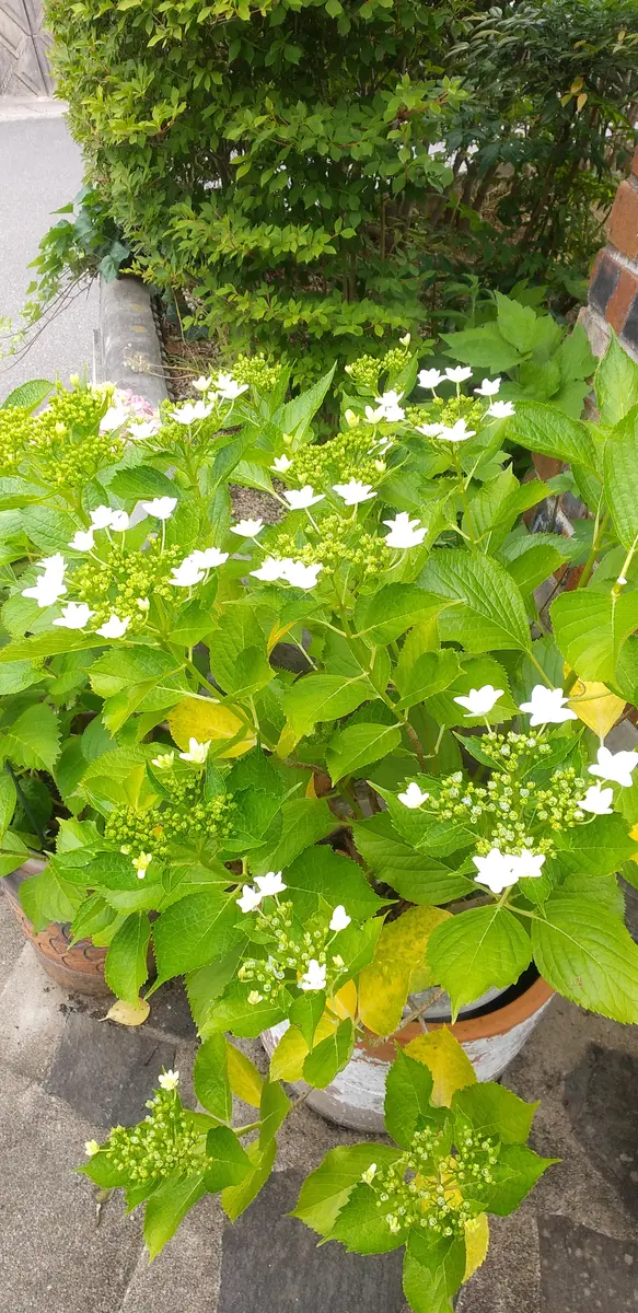 紫陽花『隅田の花火』を10年以上大鉢で育てています。今年も正
