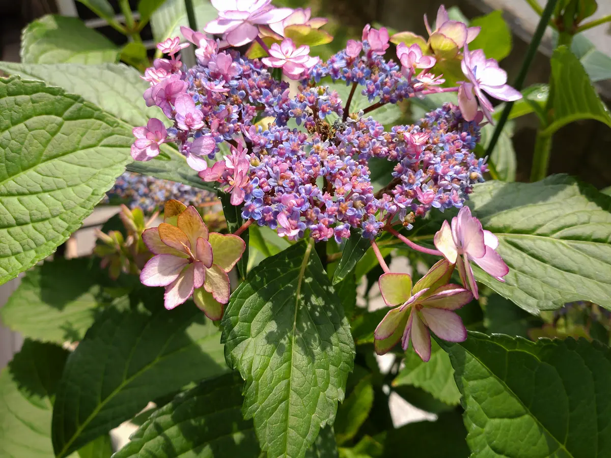 感謝価格！オーレアミモザの蕾とピンクのお花のリース　ひな祭り　春　紫陽花 感謝価格！オーレアミモザの蕾とピンクのお花のリース ひな祭り 春