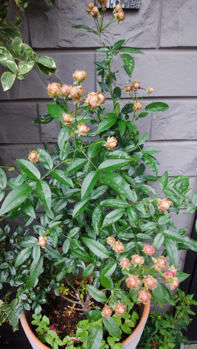 薔薇品種ラディシュです。ツボミは沢山付いたのですが、ツボミ