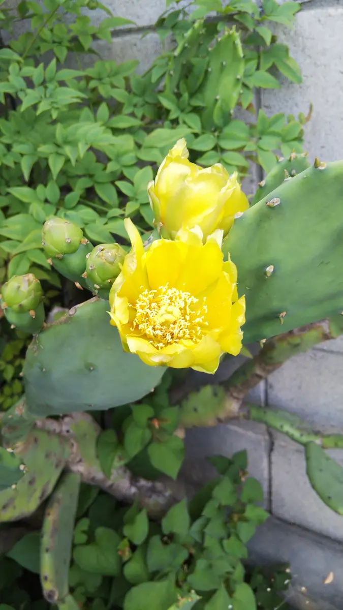 この黄色い花が咲いているサボテンの名前を教えて下さい。｜園芸相談