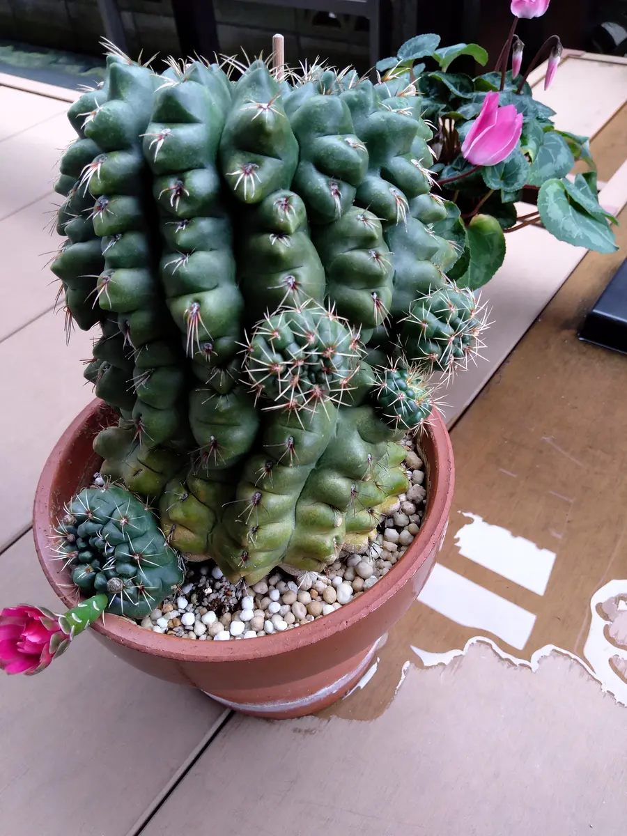 20年以上実家で育てています。緋花玉だと思います。今年にな